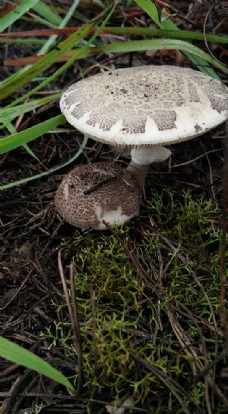 野生草菌