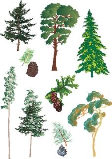 绿树和松树图片