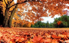 秋天景色暖色的秋天大树下落叶背景图片素材