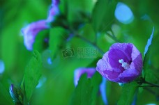 含苞待放的紫色花