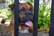 栏杆里的小狗