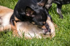 宠物狗草地上接吻的狗狗