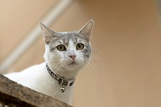 宠物医院可爱的猫咪与黄色眼睛3