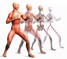 男性人体器官图片