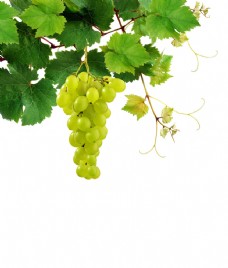 图片素材葡萄藤上挂着的一串葡萄图片