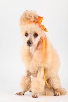 宠物狗黄色丝带贵妇犬图片素材