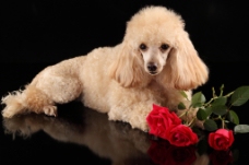 宠物狗可爱小狗与玫瑰花图片