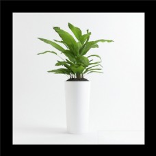 室内植物模型设计