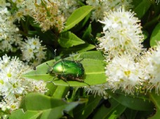 绿色叶子绿叶上的甲虫