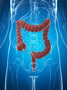 人体模型人体肠道模型图片