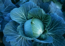绿色蔬菜包菜摄影图片