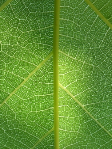 叶脉绿叶绿色植物自然纹理细节叶脉