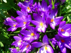 唯美的紫色藏红花图片