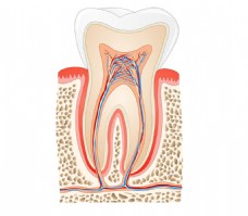 牙齿剖面图图片1