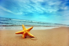 三亚沙滩海星图片