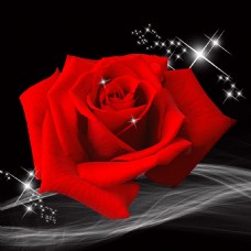玫红色玫瑰精致红色玫瑰花图片