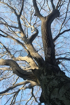 阳光下的枯树