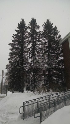 树木，冬天，高大，巨人，三，松