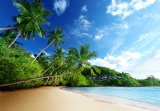 海边风景海边椰子树风景图片