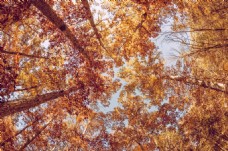 秋季风景深秋季树林风景