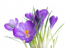 春季主题紫色植物花朵花瓶