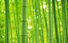 绿色叶子翠绿的竹子竹林景色