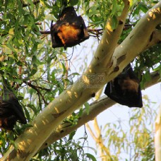 倒在树上睡觉的蝙蝠