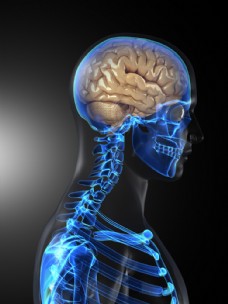 人体大脑与骨架图片