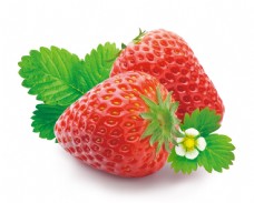 特写新鲜草莓图片