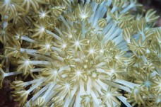 植物世界海底世界植物珊瑚