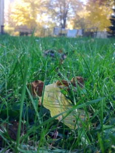 秋天湿润的草地