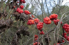 结在枝头上的红色水果