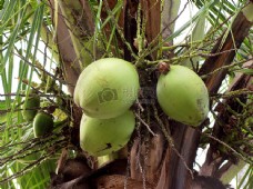 绿颜色的椰子