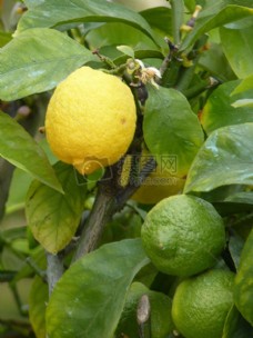 在树上结的柠檬