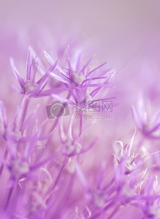 紫色的鲜花