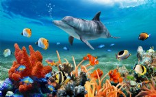 唯美海洋珊瑚礁海底世界海豚