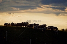 夕阳下的羊群
