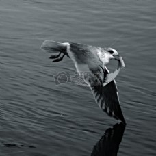 鸟，水，动物，动作，运动，黑色和白色