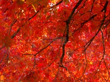 秋天树木的叶子
