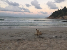 海滩与狗