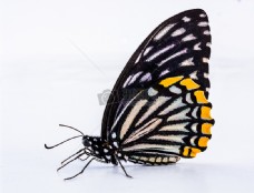 非常美丽的蝴蝶