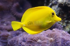 黄颜色的小鱼