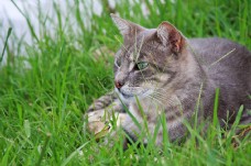趴在草地上的猫