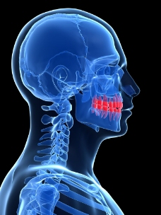 人体模型人体牙齿模型图片