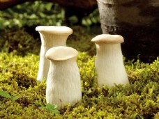 粗壮的白色蘑菇图片