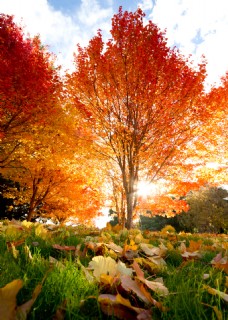 金色秋天树林风景图片