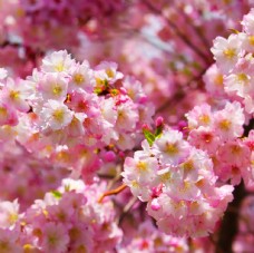 春季主题美丽的花朵