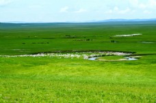 绿色草原羊群风景图片