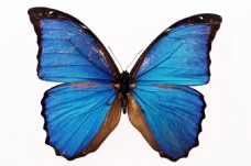 唯美蓝色蝴蝶图片