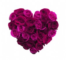紫色心形玫瑰花